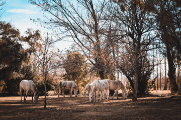 Caballos pastando en el campo 