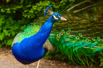 Obraz premium Bright blue head and neck of peacock with feathers as a crest on green bush background
