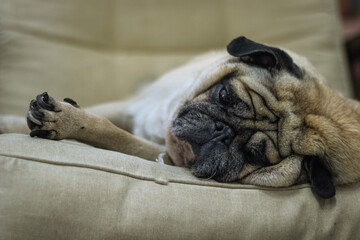 The lazy pug