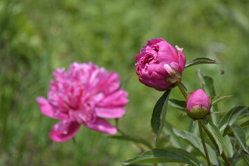 Saint Petersburg Russia. June 16 2016. Flowers of pink peony on a green grass background. Summer blooming meadow.