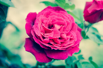 photograph of a rose in spring.