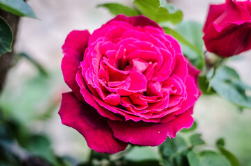 photograph of a rose in spring.