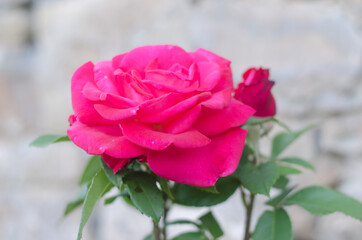 photograph of a rose in spring.