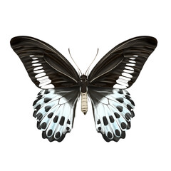 Illustration of a Blue Mormon butterfly almost black and white also named Papilio polymnestor isolated on white