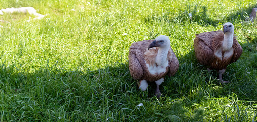 Two white-headed vultures in the green grass.