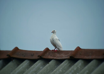 a pigeon is thinking on a rooftop about his life 