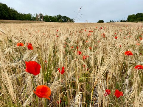Champs de bl&eacute; et coquelicots 