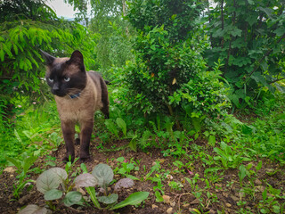 Portrait of cute siamese or thai cat in the garden. 