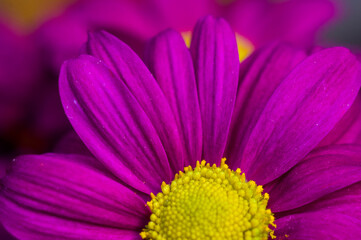 Obraz premium Beautiful bright purple and yellow chrysanthemum flowers, selective focus, macro