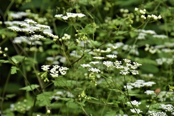 Białe kwiaty w lesie  © merko