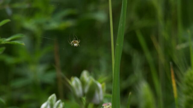 Spider species found in the Leza Canyon in La Rioja, Spain, 
caught building the net and moving through the net
