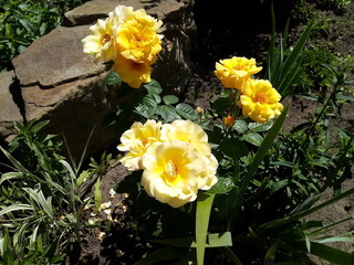 yellow daffodils in garden