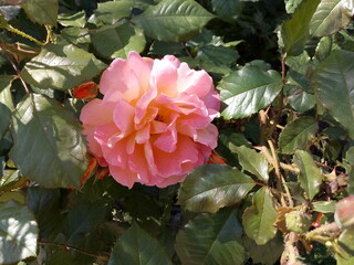 pink and white rose