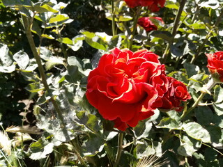 red rose in the garden