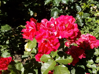 red and white flowers