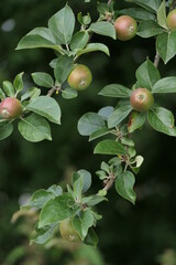 Apfelbaum detail
