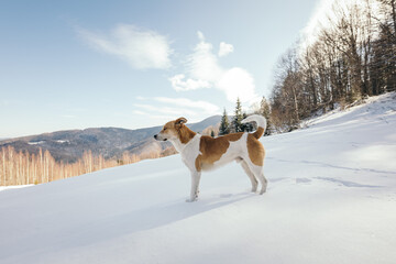 A dog walking in the snow