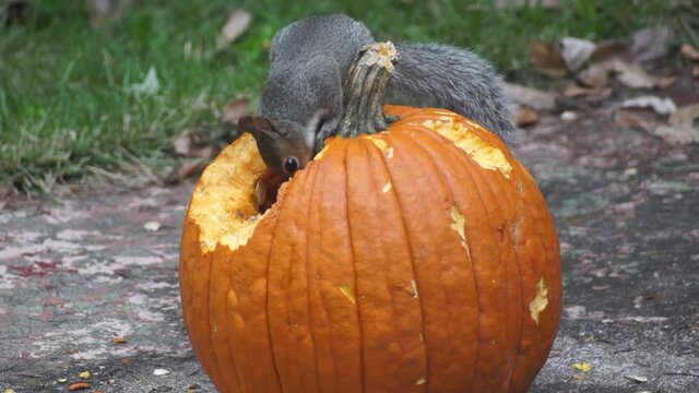 a baby squirrel eats a pumpkin on the ground