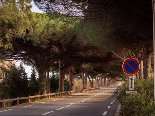 scenic highway with huge trees running a in Saint-Agulf, France