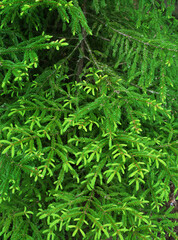 the young shoots of fir-trees grow in the spring
