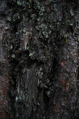Texture of tree bark. High resolution.