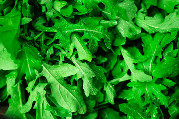 Leaves texture background arugula nature with water drops. Healthy food and diet concept