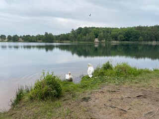 ein Paar Schwäne sitzt am Ufer und Putzt sich die Federn