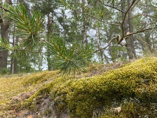 Fototapeta premium kleine Kiefer steht im Wald