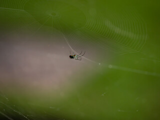 Orchard Spider spinning web