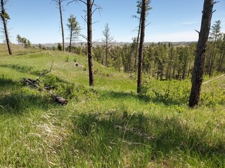 forest in spring