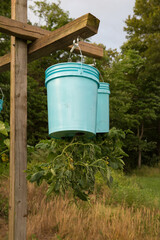 Zucchini growing in hanging bucket garden