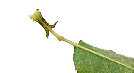 Rose leaf isolated on white background