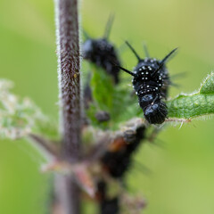 Peaccock butterfly (Aglais io) caterpillars eating common nettles (Urtica dioica)