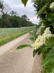 Holunderblüte vor einem Feld mit Kornblumen