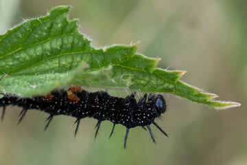 Peaccock butterfly (Aglais io) caterpillar eating common nettles (Urtica dioica)
