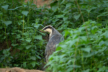 European badger, meles meles, near your burrow. Badger family play in the forest. Badger offspring outside the burrow.