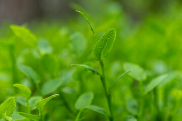 Green grass with morning dew bokeh. Art natural backgrounds