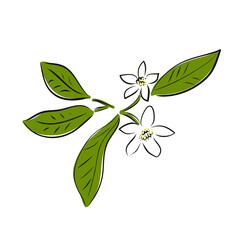 Vector illustration of a flower lime. An isolated fruitand flora for your design of postcard, banner, poster, advertisement and other. Sketch and hand drawn.