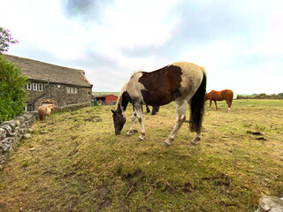 Fototapeta na wymiar Horses grazing in a meadow, in the late evening in, Allerton, Bradford, UK