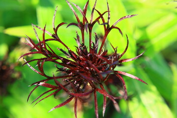Naklejka na ściany i meble Centaurea montana Black Sprite - Cornflower