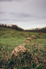 A close up of a green field