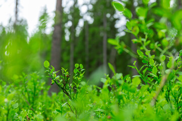 Green grass with morning dew bokeh. Art natural backgrounds