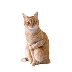 Young short-haired red cat sits and holds something in one paw on a white isolated background. Portrait of a funny redhead ginger pussy attentively looks and presses a paw to a tummy