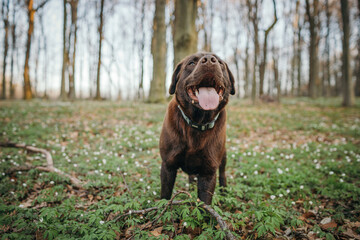 A dog standing on top of a grass covered field