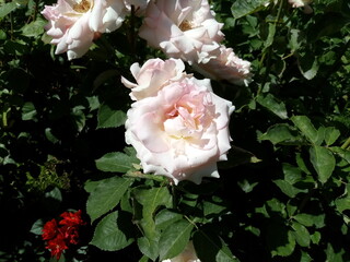pink roses in a garden