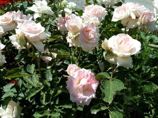 pink roses in a garden