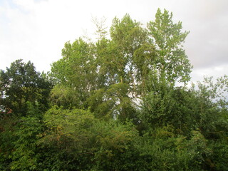 Fototapeta premium trees in the woods