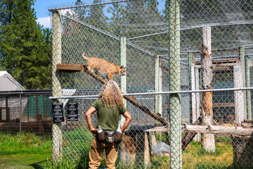 A zoologist works with a lynx in a cage at the Cat Tails Zoological Park near Spokane, Washington.