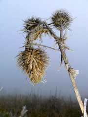 Obraz premium wild thistle in winter against blue sky
