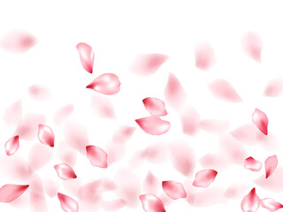 Pink sakura flower flying petals isolated on white vector background.